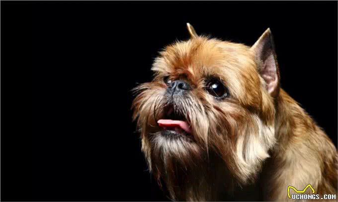 这个比利时犬种头脑灵活,身手敏捷,和迷你雪纳瑞还是老同行