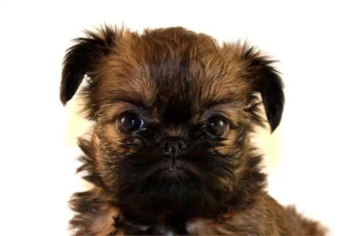 这个比利时犬种头脑灵活,身手敏捷,和迷你雪纳瑞还是老同行