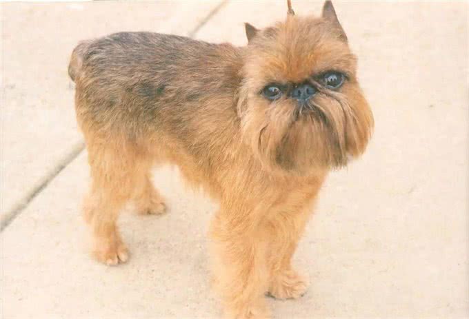 这个比利时犬种头脑灵活,身手敏捷,和迷你雪纳瑞还是老同行