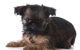 这个比利时犬种头脑灵活，身手敏捷，和迷你雪纳瑞还是老同行