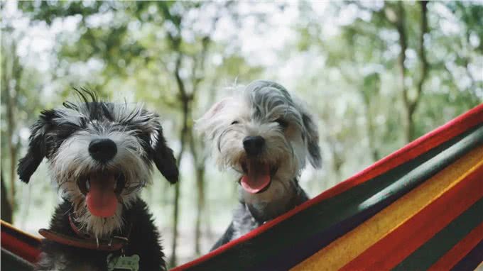 解锁养狗小技巧:这样才能让你与狗狗建立更深的默契!