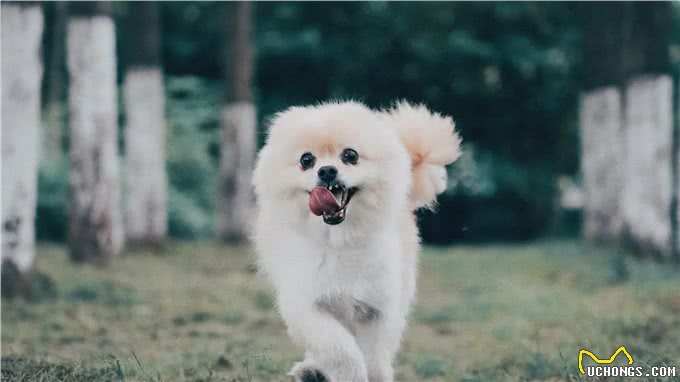 解锁养狗小技巧:这样才能让你与狗狗建立更深的默契!