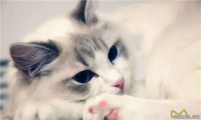 布偶猫为什么很贵?