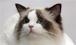 布偶猫为什么很贵?