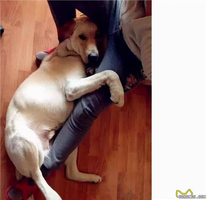 狗狗和你关系好的几个迹象,如果没有,你该反省了