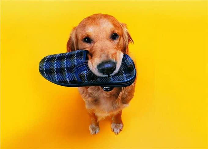 狗狗和你关系好的几个迹象,如果没有,你该反省了