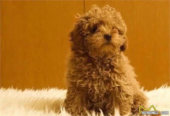 贵宾毛不卷?就是不纯?