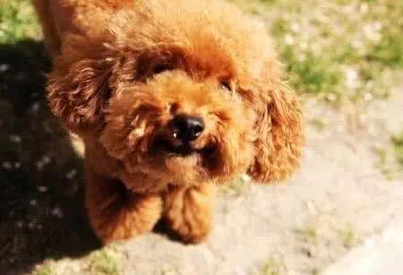 贵宾毛不卷?就是不纯?