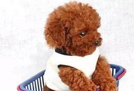 贵宾毛不卷?就是不纯?