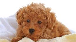 贵宾毛不卷?就是不纯?