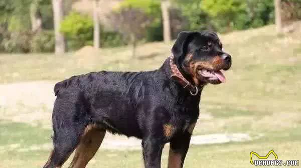 为什么有些狗狗要断尾?