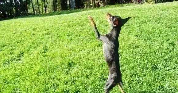 为什么有些狗狗要断尾?