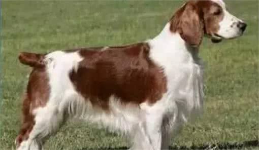 为什么有些狗狗要断尾?