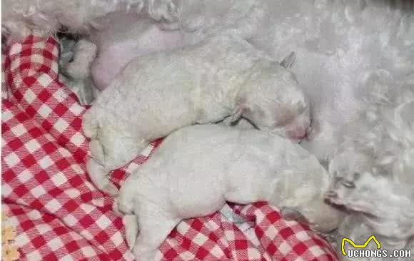 为什么有些狗狗要断尾?