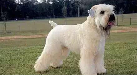 为什么有些狗狗要断尾?