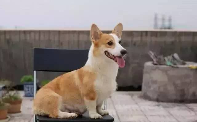 为什么有些狗狗要断尾?