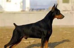 为什么有些狗狗要断尾?