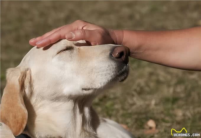 狗狗有这6个特点，说明性格棒