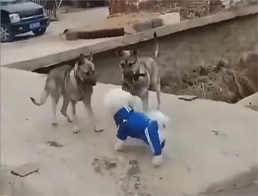 路遇漂亮的比熊犬,土狗兄弟神魂颠倒,踏空从桥上坠落