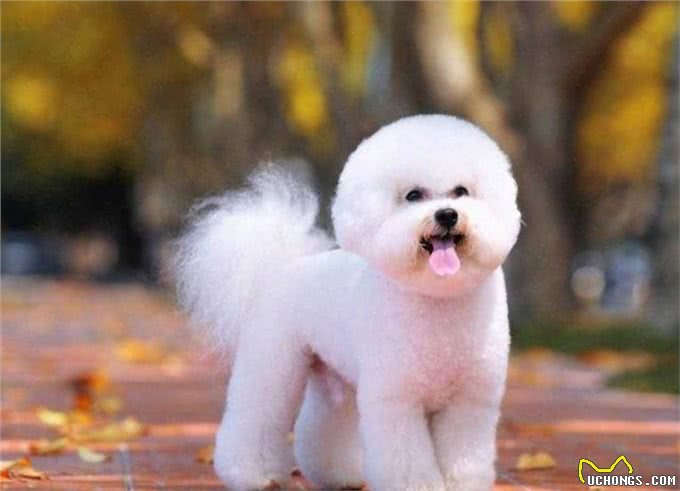 路遇漂亮的比熊犬，土狗兄弟神魂颠倒，踏空从桥上坠落