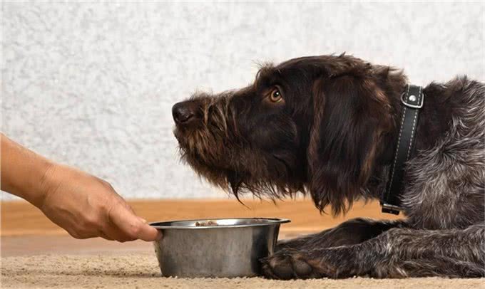 新手养狗:不懂的进来看看