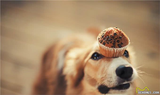 新手养狗:不懂的进来看看