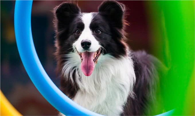 新手养狗:不懂的进来看看