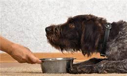 新手养狗:不懂的进来看看