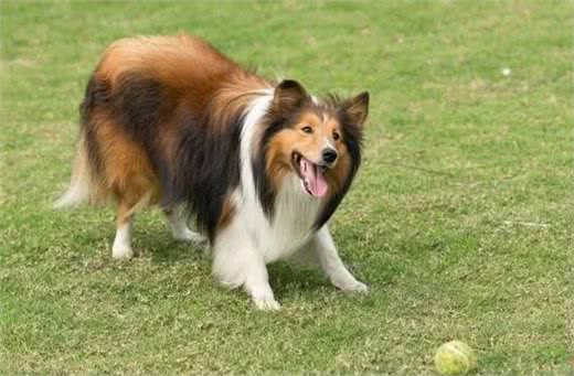 选购喜乐蒂牧羊犬要注意些什么?喜乐蒂选购标准