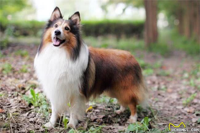 选购喜乐蒂牧羊犬要注意些什么?喜乐蒂选购标准