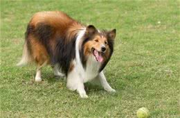 选购喜乐蒂牧羊犬要注意些什么?喜乐蒂选购标准