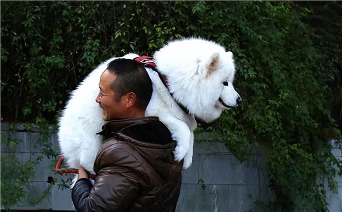 其实在狗眼中,你忽然抱起它,有这些含义!