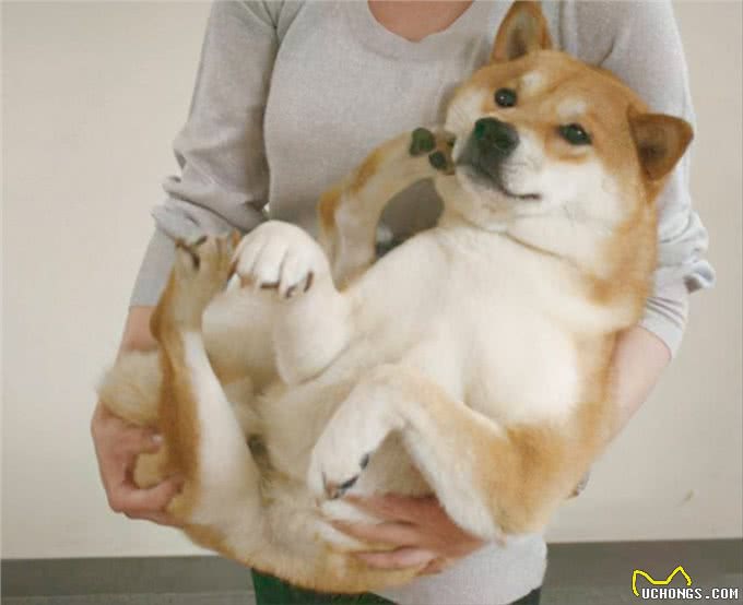 其实在狗眼中,你忽然抱起它,有这些含义!