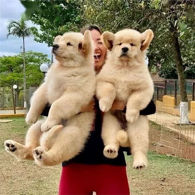 其实在狗眼中,你忽然抱起它,有这些含义!