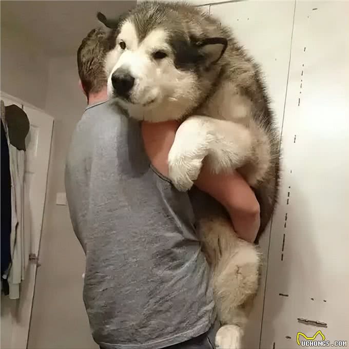 其实在狗眼中,你忽然抱起它,有这些含义!