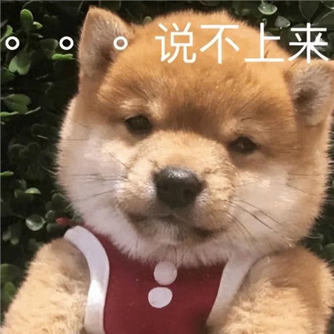 这些最伤狗的饲养方式,不瞒你说，很多铲屎官都没意识到