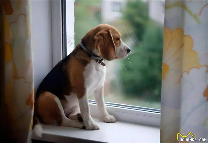 这些最伤狗的饲养方式,不瞒你说，很多铲屎官都没意识到