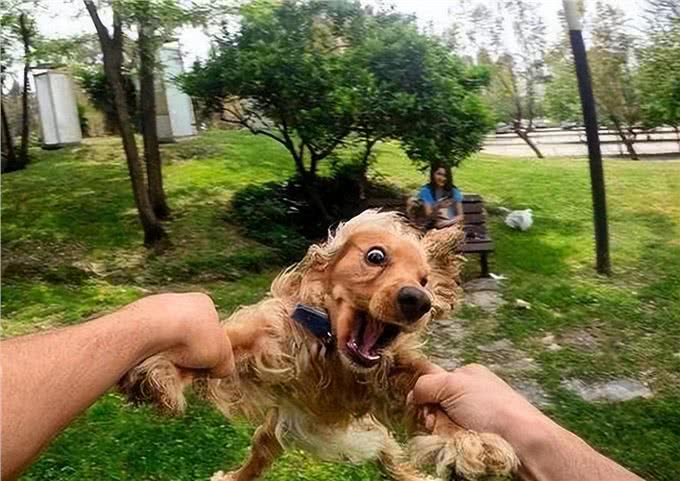 这些最伤狗的饲养方式,不瞒你说，很多铲屎官都没意识到