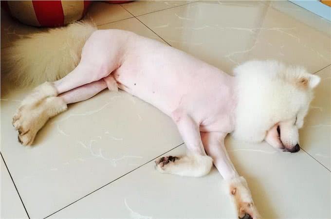 这些最伤狗的饲养方式,不瞒你说，很多铲屎官都没意识到