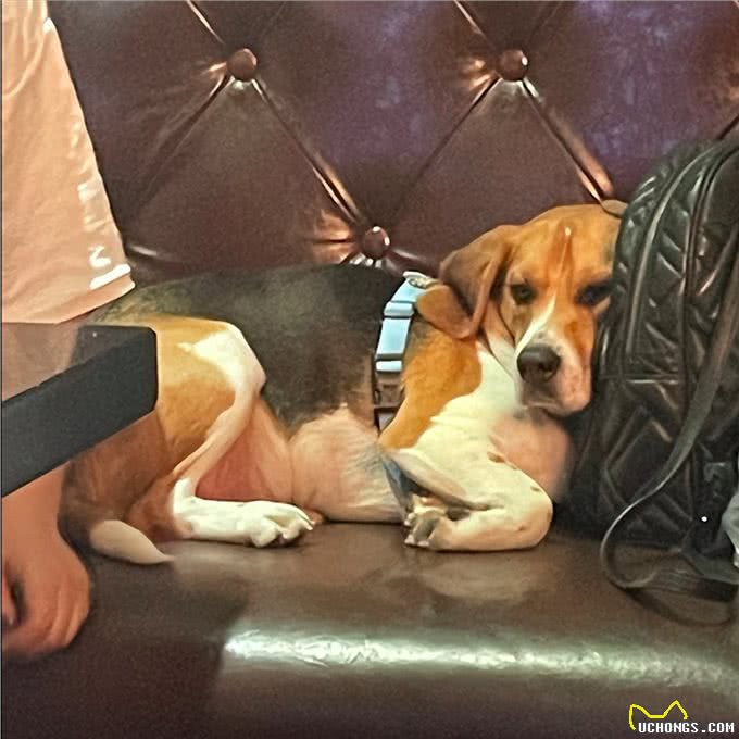 这些最伤狗的饲养方式,不瞒你说，很多铲屎官都没意识到