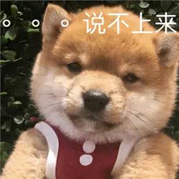 这些最伤狗的饲养方式,不瞒你说，很多铲屎官都没意识到