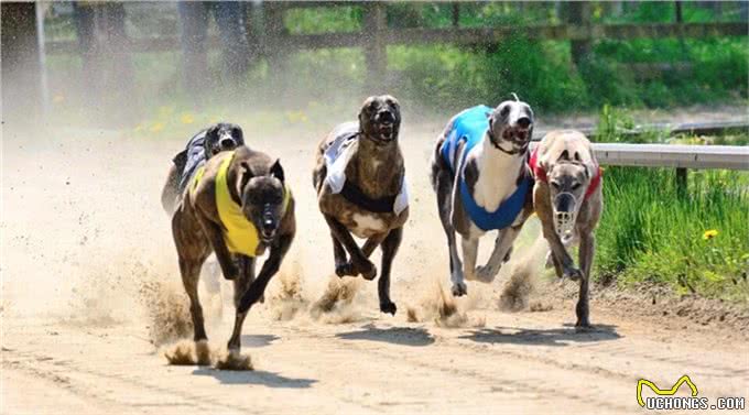 世界跑得最快的狗狗,过得最不快乐!