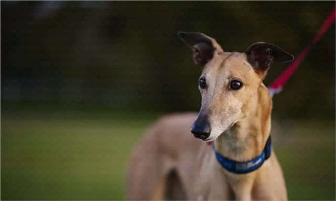 世界跑得最快的狗狗,过得最不快乐!