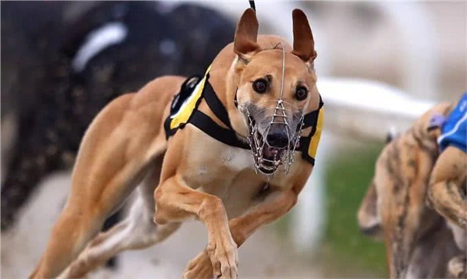 世界跑得最快的狗狗,过得最不快乐!