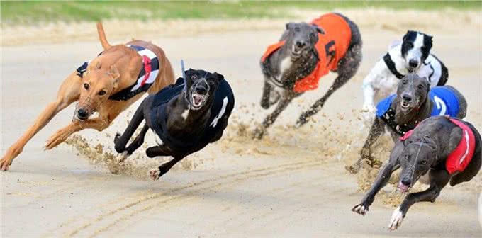 世界跑得最快的狗狗,过得最不快乐!