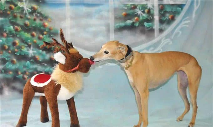 世界跑得最快的狗狗,过得最不快乐!