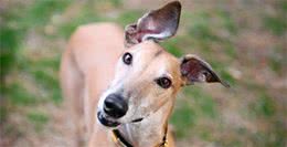 世界跑得最快的狗狗，过得最不快乐!