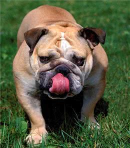 进口斗牛狗粮排行榜之Wellness宠物健康