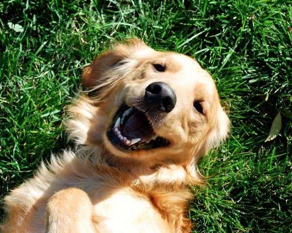 只要做好这些，狗狗换完毛会更漂亮