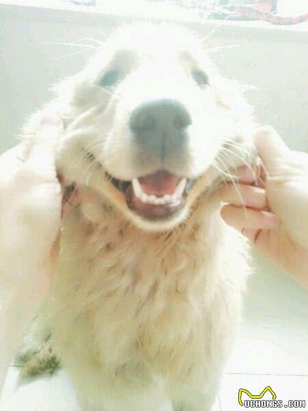 只要做好这些，狗狗换完毛会更漂亮